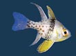 Pajama Cardinal Fish